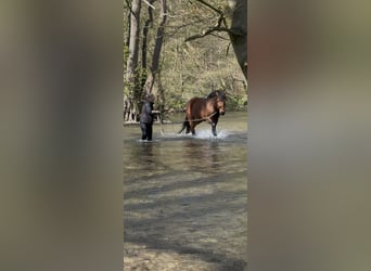 Franches-Montagnes, Hongre, 5 Ans, 164 cm, Bai
