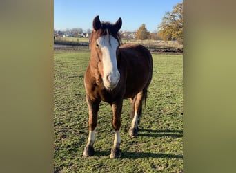 Franches-Montagnes Croisé, Hongre, 6 Ans, 153 cm, Alezan brûlé