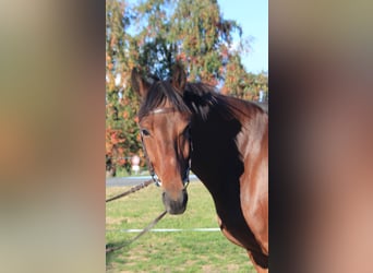 Franches-Montagnes, Hongre, 6 Ans, 154 cm, Bai