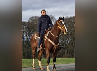 Franches-Montagnes, Hongre, 6 Ans, 156 cm, Bai