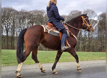 Franches-Montagnes, Hongre, 6 Ans, 156 cm, Bai