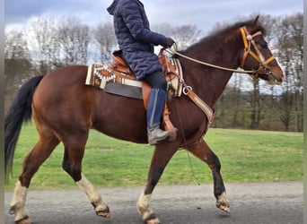 Franches-Montagnes, Hongre, 6 Ans, 156 cm, Bai