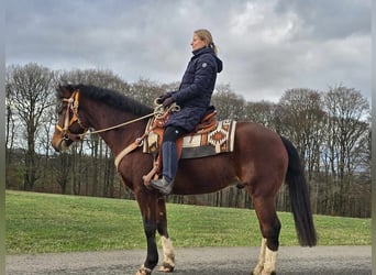 Franches-Montagnes, Hongre, 6 Ans, 156 cm, Bai