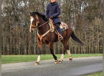 Franches-Montagnes, Hongre, 6 Ans, 156 cm, Bai