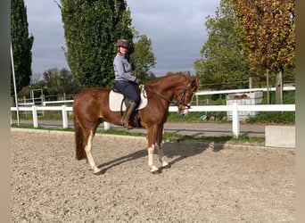 Franches-Montagnes, Hongre, 6 Ans, 160 cm, Alezan