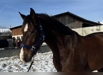 Franches-Montagnes, Hongre, 6 Ans, 160 cm, Bai brun