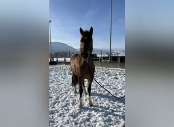 Franches-Montagnes, Hongre, 6 Ans, 163 cm, Bai