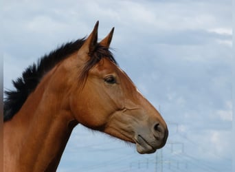 Franches-Montagnes, Hongre, 6 Ans, 169 cm, Bai