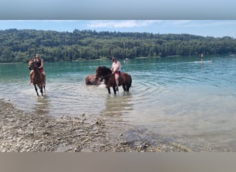 Franches-Montagnes, Hongre, 6 Ans