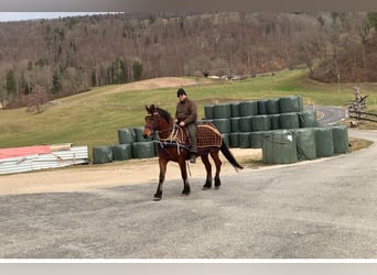 Franches-Montagnes, Hongre, 6 Ans