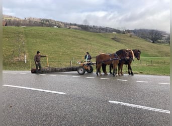 Franches-Montagnes, Hongre, 6 Ans