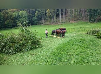 Franches-Montagnes, Hongre, 6 Ans