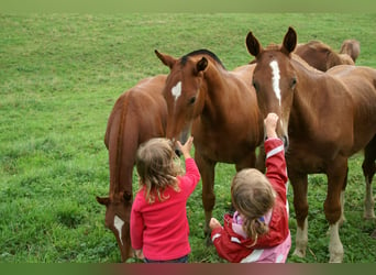 Franches-Montagnes, Hongre, 6 Ans