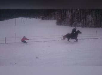 Franches-Montagnes, Hongre, 6 Ans