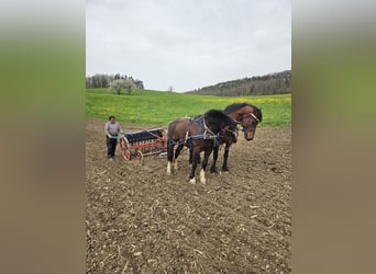 Franches-Montagnes, Hongre, 6 Ans