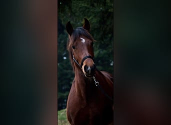 Franches-Montagnes, Hongre, 7 Ans, 151 cm, Bai