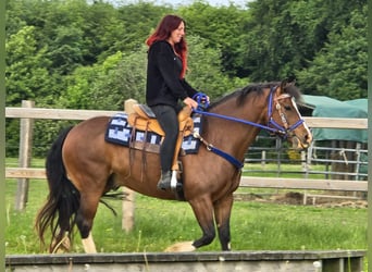 Franches-Montagnes, Hongre, 7 Ans, 156 cm, Bai