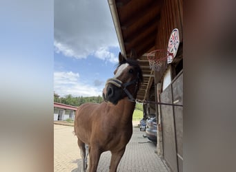 Franches-Montagnes, Hongre, 7 Ans, 157 cm, Bai