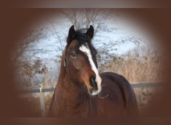 Franches-Montagnes, Hongre, 7 Ans, 162 cm, Bai brun