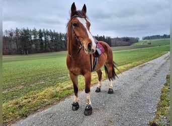 Franches-Montagnes, Hongre, 7 Ans, 163 cm, Bai