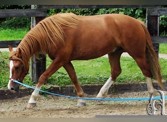 Franches-Montagnes, Hongre, 8 Ans, 158 cm, Alezan