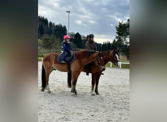 Franches-Montagnes, Hongre, 8 Ans, 159 cm, Bai