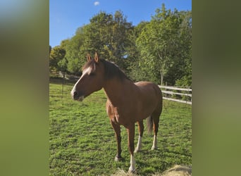 Franches-Montagnes, Hongre, 8 Ans, 160 cm, Bai