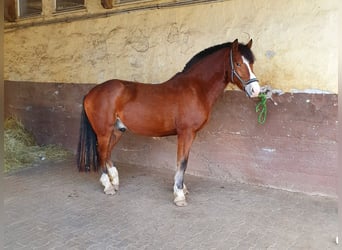 Franches-Montagnes, Hongre, 8 Ans, 160 cm, Bai