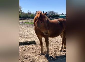 Franches-Montagnes, Hongre, 8 Ans, 161 cm, Alezan