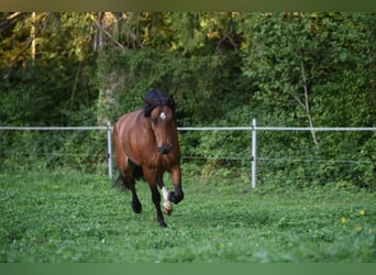 Franches-Montagnes, Hongre, 8 Ans, 167 cm, Bai