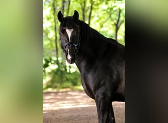 Franches-Montagnes, Hongre, 9 Ans, 160 cm, Noir