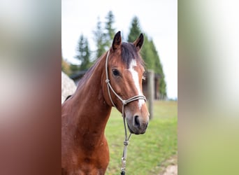 Franches-Montagnes, Jument, 10 Ans, 155 cm, Bai