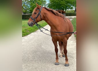 Franches-Montagnes Croisé, Jument, 10 Ans, 156 cm, Alezan