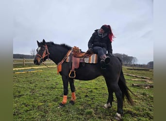 Franches-Montagnes, Jument, 10 Ans, 160 cm, Bai brun