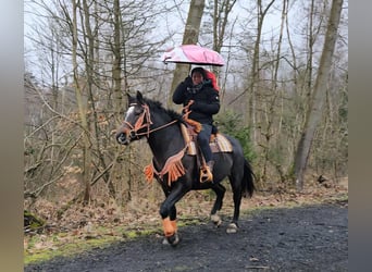 Franches-Montagnes, Jument, 10 Ans, 160 cm, Bai