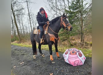 Franches-Montagnes, Jument, 10 Ans, 160 cm