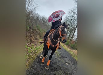 Franches-Montagnes, Jument, 10 Ans, 160 cm