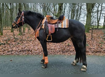 Franches-Montagnes, Jument, 10 Ans, 160 cm