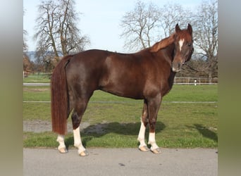 Franches-Montagnes, Jument, 11 Ans, 155 cm, Alezan brûlé