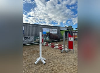 Franches-Montagnes, Jument, 11 Ans, 155 cm, Alezan