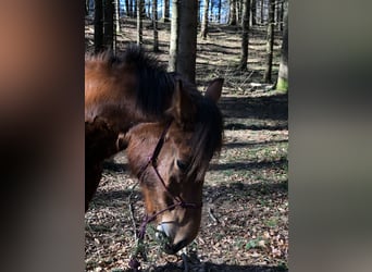 Franches-Montagnes, Jument, 11 Ans, 155 cm, Bai