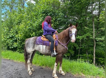 Franches-Montagnes, Jument, 11 Ans, 159 cm, Pinto