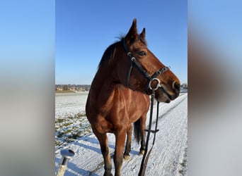 Franches-Montagnes, Jument, 11 Ans, 165 cm, Bai