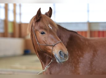 Franches-Montagnes, Jument, 11 Ans, 167 cm, Alezan