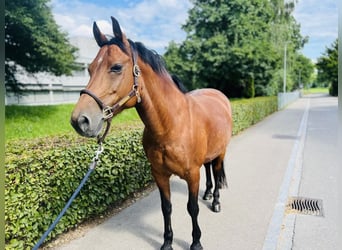 Franches-Montagnes, Jument, 12 Ans, 152 cm, Bai