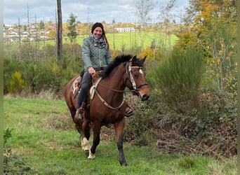Franches-Montagnes, Jument, 12 Ans, 155 cm, Bai