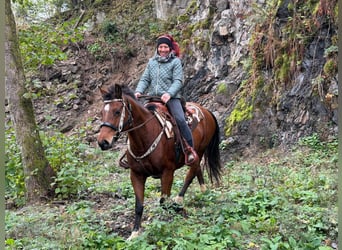 Franches-Montagnes, Jument, 12 Ans, 155 cm, Bai