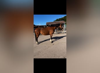 Franches-Montagnes, Jument, 12 Ans, 156 cm, Bai