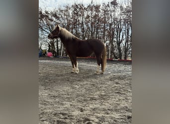 Franches-Montagnes, Jument, 13 Ans, 152 cm, Alezan