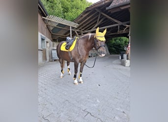 Franches-Montagnes, Jument, 15 Ans, 152 cm, Alezan brûlé